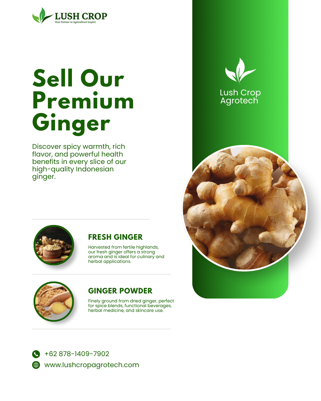 Ginger Supplier – Fresh & Dried Ginger