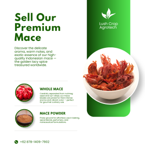 Premium Mace Supplier – Nutmeg Mace