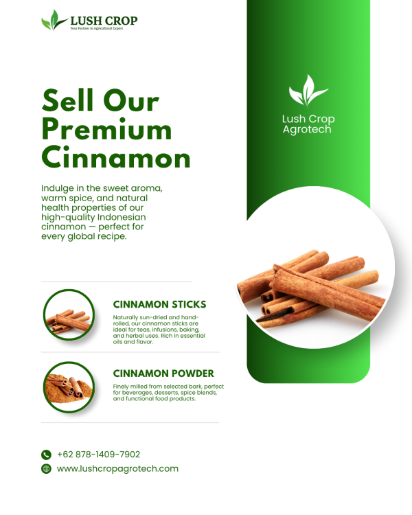 High Quality Indonesian Cinnamon