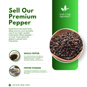 Premium Black Pepper from Indonesia – Whole & Bold Flavor